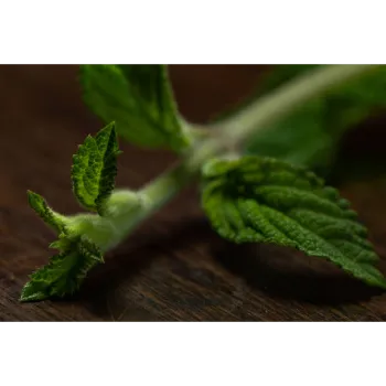 Natural Dry Stevia Leaf